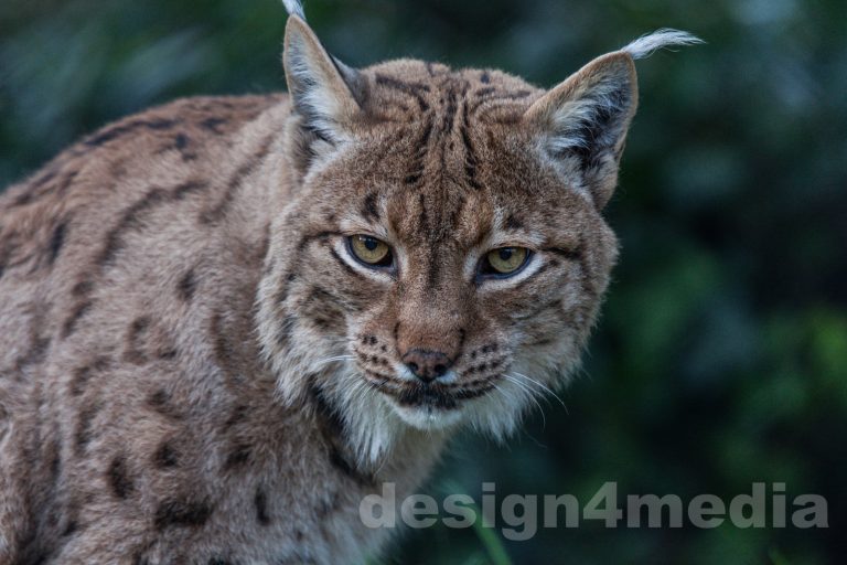 Schweiz, Luchs