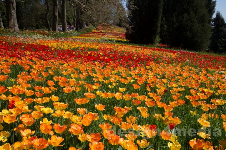 Insel Mainau