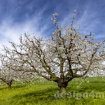 Frühling 2023
