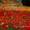 Insel Mainau