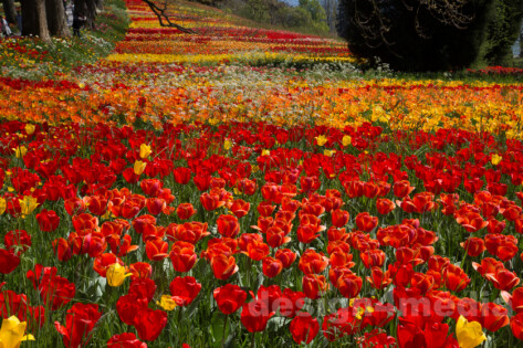 Insel Mainau