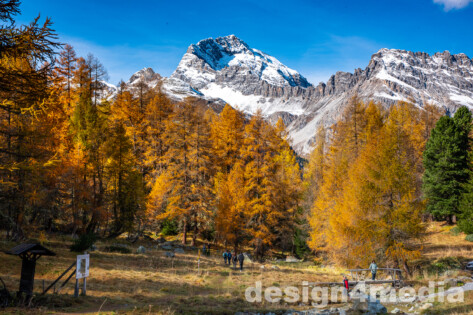 Albula, Herbst