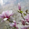 Frühling Chur