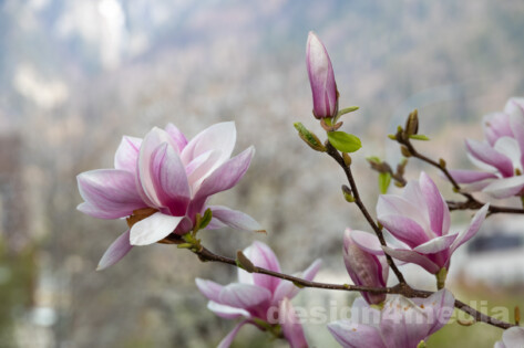 Frühling Chur